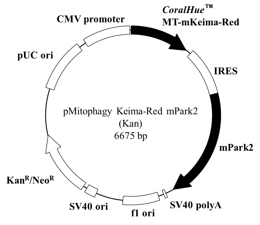 Vector map of pMitophagy Keima-Red mPark2 (Kan)